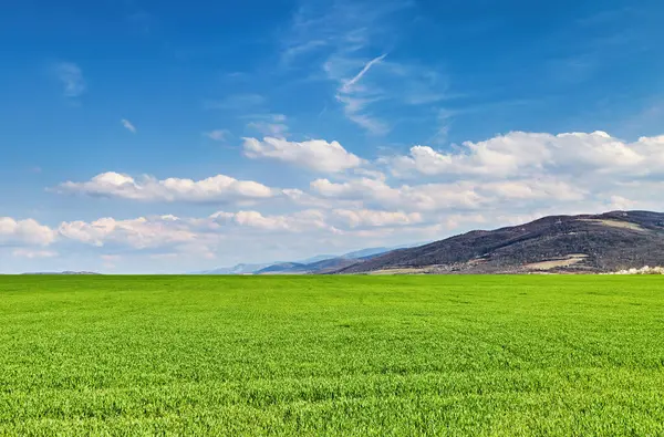 Прекрасный Весенний Пейзаж Свежим Зеленым Полем Голубым Небом Лицензионные Стоковые Фото