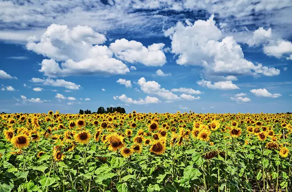 Bright Sunflower Field Blue Sky Stock Picture