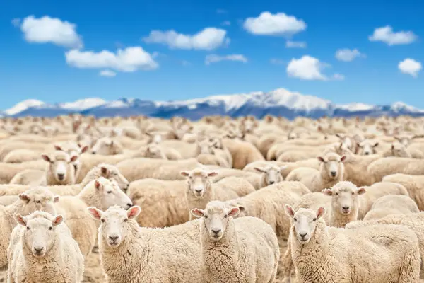 家畜農場 雪山と青空に対する羊の群れ 田園の浅い深さ ストック画像