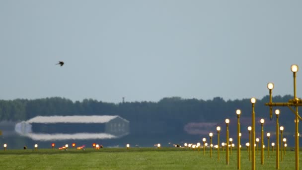 Airfield Lighting Landing Lights Bird Hovering Runway — Vídeo de Stock