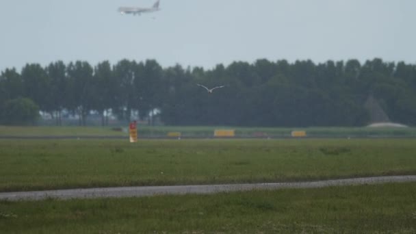 Вниз Аеропорту Погана Видимість Авіаційний Рушій Задньому Плані Самотній Птах — стокове відео