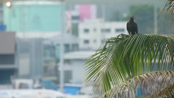 Bird Palm Trees Blurred Airport View Kites Subfamily Hawks Freedom — Vídeo de Stock