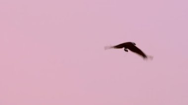 Vahşi kuş kartalı pençelerinde avıyla uçar, pembe gökyüzü arka planında. Vahşi yaşam dünyası, kuş bilimi