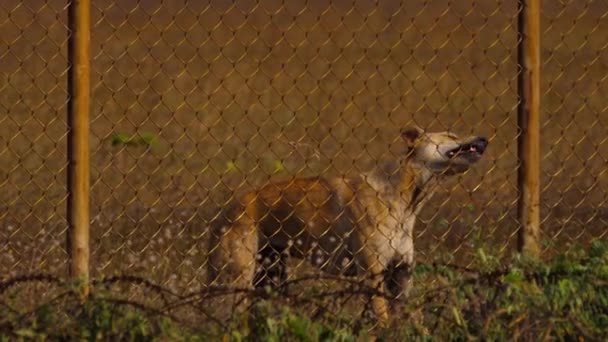 Bruine Hond Achter Een Metalen Hek Dierlijke Ijver Voor Vrijheid — Stockvideo
