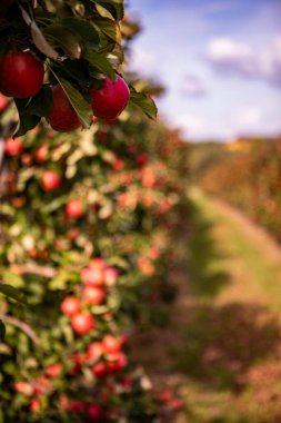 Meyve bahçesindeki yemyeşil elma dallarında olgun kırmızı elmalar
