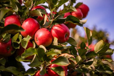 Meyve bahçesindeki yemyeşil elma dallarında olgun kırmızı elmalar