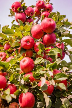 Meyve Bahçesindeki Ağaç dalında Taze Olgun Kırmızı Elmalar - Sunlit Bahçesinde Yeşil Yapraklarla Canlı Sonbahar Hasadı