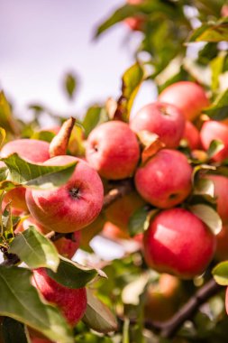 Meyve Bahçesindeki Ağaç dalında Taze Olgun Kırmızı Elmalar - Sunlit Bahçesinde Yeşil Yapraklarla Canlı Sonbahar Hasadı