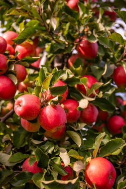 Meyve Bahçesindeki Ağaç dalında Taze Olgun Kırmızı Elmalar - Sunlit Bahçesinde Yeşil Yapraklarla Canlı Sonbahar Hasadı
