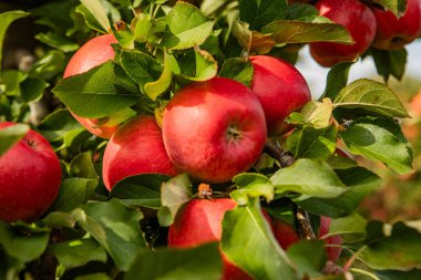 Meyve Ağaçları ve Yolu Bulanık Arkaplan ve Yeşil Yapraklar ile Güneş Işığı Altındaki Meyve dallarında Olgun Kırmızı Elmalar