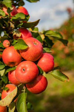 Ripe Red Apples on Tree Branch in Sunlit Orchard Ready for Harvest - Close-Up of Fresh, Organic Fruit in Autumn clipart