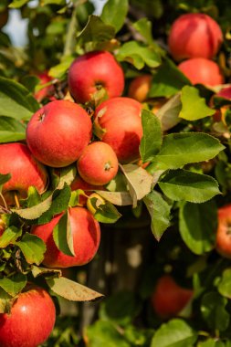 Güneşli bir meyve bahçesinde Ağaç dallarında olgun kırmızı elmalar, Sonbaharda bereketli yeşil yapraklar ve cömert hasatlar gösteriliyor