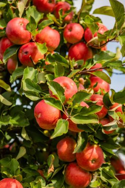 Güneşli bir meyve bahçesinde Ağaç dallarında olgun kırmızı elmalar, Sonbaharda bereketli yeşil yapraklar ve cömert hasatlar gösteriliyor