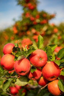 Meyve Bahçesindeki Ağaç dalında Olgun Kırmızı Elmalar - Taze Organik Meyve Hasadı Güneşli Mavi Gökyüzü Altında