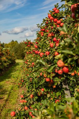 Kırmızı elma bahçesi. hasat mevsimi
