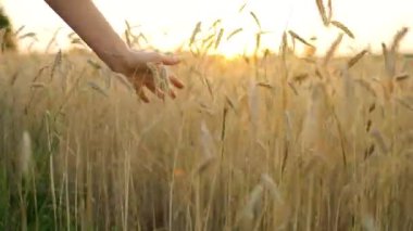 Female hand touches ripe ears of wheat at sunset.