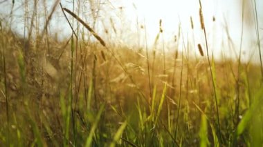 Field, grass stalks swaying from the gentle wind at sunset. View of of the grassy meadow at summer day.