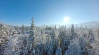 Açık ve güneşli bir günde, bir kış peri masalı ormanında, ağaç dallarına yakın uçmak. Tatra Dağları, Zakopane, Polonya. FPV Drone 'da çekiliyor