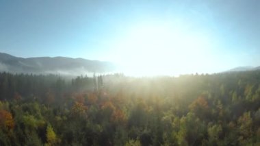 Şafak vakti, dağların yamaçlarında parlak bir sonbahar ormanının hava manzarası. Güneş ışınları sisi delip geçer. Sonbaharda Karpat Dağları 'nın renkli manzarası. Ukrayna