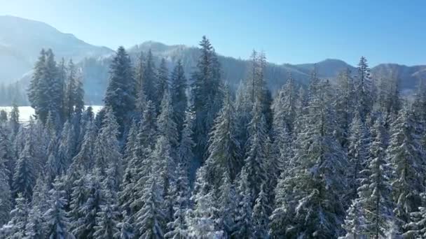Lot Nad Bajecznym Lasem Pokrytym Śniegiem Zboczach Gór Góry Tle — Wideo stockowe