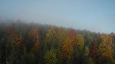 FPV insansız hava aracı, parlak bir sonbahar ormanı üzerinde uçuyor. Dağların yamaçlarındaki ağaçların üzerinde sabah sisi var. Ukrayna