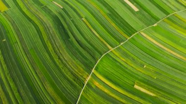 Aerial view of decorative ornaments of diverse green fields. Picturesque landscape, agriculture. Suloszowa, Poland