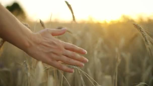 Mâna Feminină Atinge Urechile Coapte Grâu Apusul Soarelui Recolta Coaptă — Videoclip de stoc
