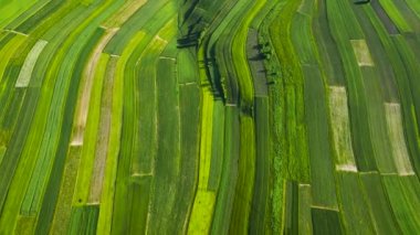 Aerial view of decorative ornaments of diverse green fields. Picturesque landscape, agriculture. Suloszowa, Poland