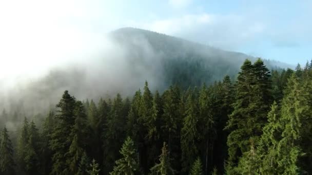 美しい山の風景の空中ビュー 日の出に針葉樹林に覆われた山の斜面に霧が立ち上がります ウクライナ カルパティア山脈 ブコヴェル — ストック動画