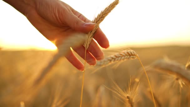 女性の手は日没時に小麦の熟した耳に触れる スローモーション — ストック動画