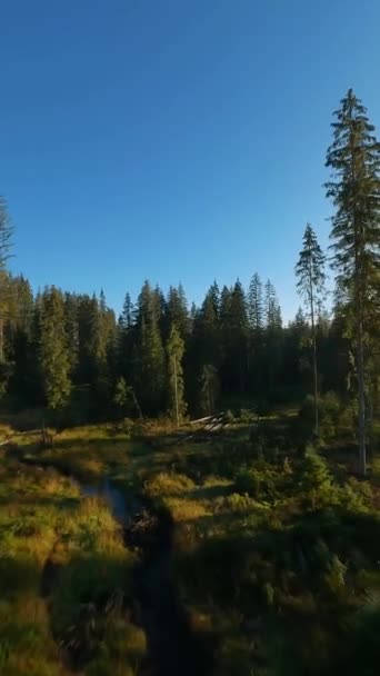 Vidéo Verticale Vol Rapide Dessus Paysage Montagneux Automne Ruisseau Arbres — Video
