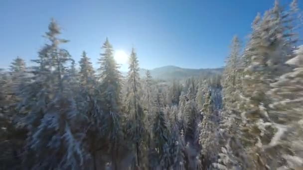 Fast Flying Close Tree Branches Winter Fairytale Forest Clear Sunny — Stock Video