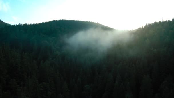 美しい山の風景の空中ビュー 日の出に針葉樹林に覆われた山の斜面に霧が立ち上がります ウクライナ カルパティア山脈 ブコヴェル — ストック動画