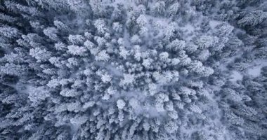 Top down view of a fabulous winter landscape with trees in frosty day. Poland, Zakopane.