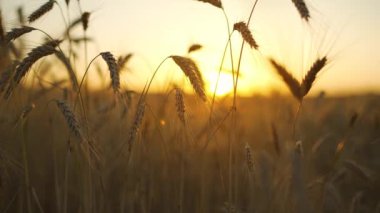 Wheat field, ears of wheat swaying from the gentle wind at sunset. Golden ears are slowly swaying in the wind close-up. View of ripening wheat field at summer day. Agriculture industry.