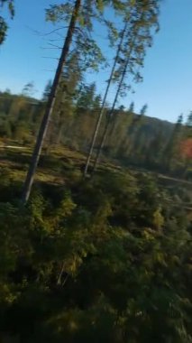 Dikey video. Sonbahar dağlarının üzerinden hızlı bir uçuş, akarsu, gündoğumunda ağaçlar. Tatra Dağları, Polonya. POV FPV insansız hava aracı ile filme alındı.