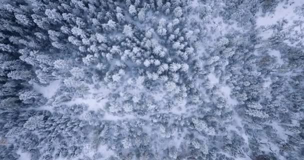 Top View Fabulous Winter Landscape Trees Frosty Day Poland Zakopane — Stock Video