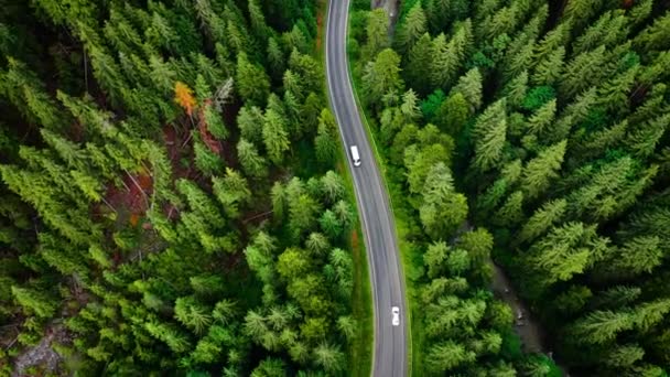 Вид Сверху Вниз Автомобили Проезжающие Дороге Горах Среди Хвойных Лесов — стоковое видео