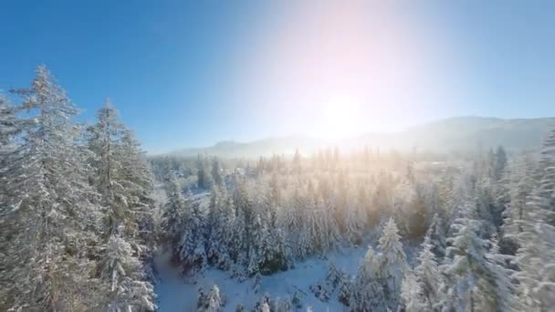 Açık Güneşli Bir Günde Bir Kış Peri Masalı Ormanında Ağaç — Stok video
