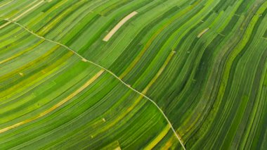 Top down view of decorative ornaments of diverse green fields. Picturesque landscape, agriculture. Suloszowa, Poland
