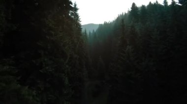 FPV aerial shot of mystical mountain landscape. Fog rises over the mountain slopes covered with coniferous forest. Ukraine, Carpathian Mountains, Bukovel
