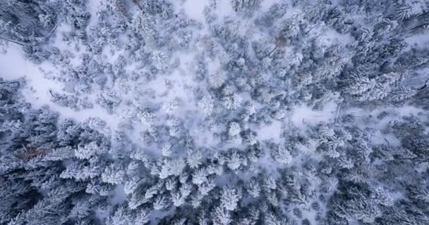 Top View Fabulous Winter Landscape Trees Frosty Day Poland Zakopane — Vídeo de stock