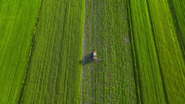 Traktor Rozstřikuje Hnojivo Zemědělské Rostliny Řepkovém Poli Pohled Shora Výšky — Stock video