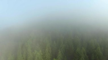 Flight over the forest on the mountainside through the fog. Ukraine, Carpathian Mountains, Bukovel