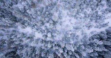 Top down view of a fabulous winter landscape with trees in frosty day. Poland, Zakopane.