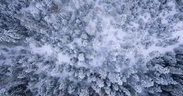 Сверху Вниз Вид Сказочный Зимний Пейзаж Деревьями Морозный День Польша — стоковое видео