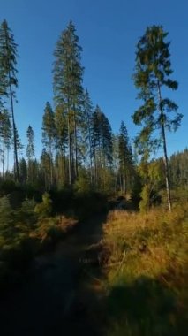 Dikey video. Sonbahar dağlarının üzerinden hızlı bir uçuş, akarsu, gündoğumunda ağaçlar. Tatra Dağları, Polonya. POV FPV insansız hava aracı ile filme alındı.