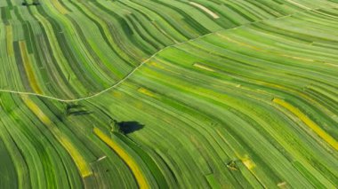 Aerial view of decorative ornaments of diverse green fields. Picturesque landscape, agriculture. Suloszowa, Poland