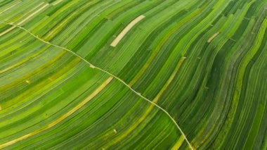 Aerial view of decorative ornaments of diverse green fields. Picturesque landscape, agriculture. Suloszowa, Poland