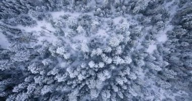 Top down view of a fabulous winter landscape with trees in frosty day. Poland, Zakopane.